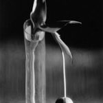 Kertész, distorsion Tulipe mélancolique (1936)