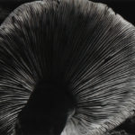 Edward-Weston-Champignon