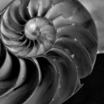 Edward-Weston-Coquillage