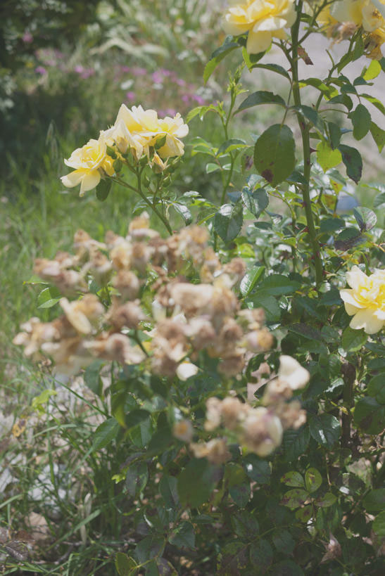 Contraste insuffisant