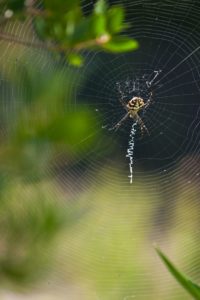 Grosse araignée Argiope lobata sur sa toile