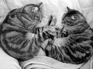 Nos chats - Minette et Jojo - Photographie Noir et blanc