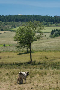 Montagne Noire - Vache et son veau
