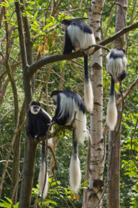 Singes colobes sur une branche - Noirs et blancs à longs poils