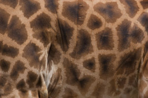 Girafe : motifs du pelage