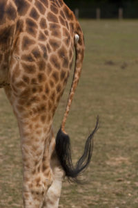 Girafe : queue et motifs du pelage