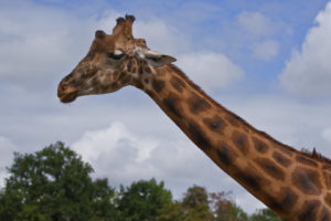 Girafe : long cou