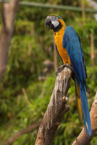 Ara bleu (Ara ararauna) : plumage bleu et jaune
