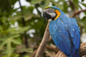 Ara bleu (Ara ararauna) : plumage bleu et jaune