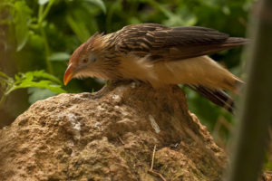 Oiseau Guira Cantara : oiseau portant une huppe hirsute orange