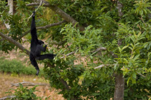 Singe Siamang : pelage noir, visage gris - Forêts équatoriales de Malaisie et de l'île de Sumatra en Indonésie