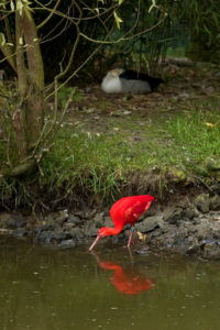 -Ibis rouge (Eudocimus ruber) : petit oiseau échassier rouge vif avec un long bec courbé