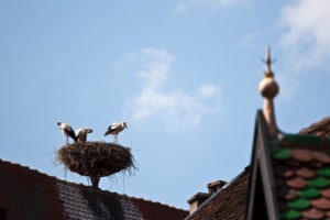 Alsace - Nid de cigogne