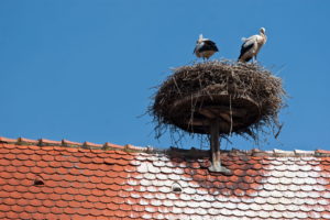 Alsace - Cigognes dans leur nid