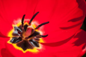 Intérieur d'une tulipe rouge