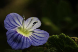 Fleur bleue Veronique de Perse - Veronica persica