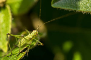 Jeune sauterelle verte - Leptophyes punctatissima