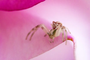 Petite araignée-crabe rose - Thomise