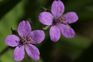 Petites fleurs mauves - Mauve Erodium