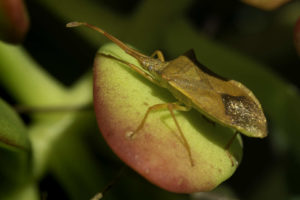 Punaise des-noisettes jaune - Gonocerus acuteangulatus